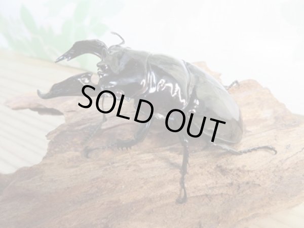 画像1: 新成虫☆レギウスオオツヤクワガタ♂77ミリ♀45ミリペア販売！！ (1)