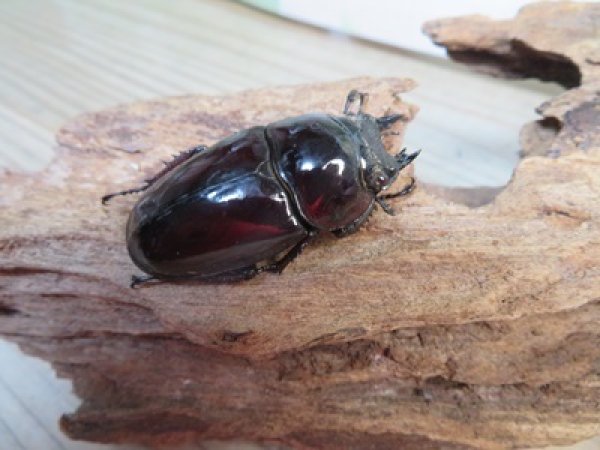 画像4: 新成虫☆レギウスオオツヤクワガタ♂77ミリ♀45ミリペア販売！！ (4)