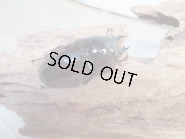 画像4: 新成虫☆レギウスオオツヤクワガタ♂77ミリ♀45ミリペア販売！！ (4)