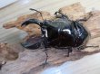 画像2: 新成虫☆レギウスオオツヤクワガタ♂77ミリ♀45ミリペア販売！！ (2)