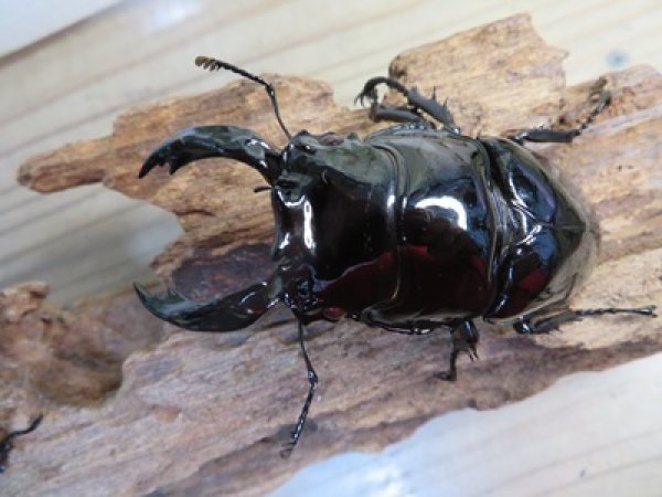 画像2: 新成虫☆レギウスオオツヤクワガタ♂77ミリ♀45ミリペア販売！！ (2)