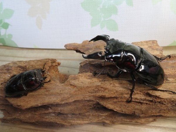 画像5: 新成虫☆レギウスオオツヤクワガタ♂77ミリ♀45ミリペア販売！！ (5)