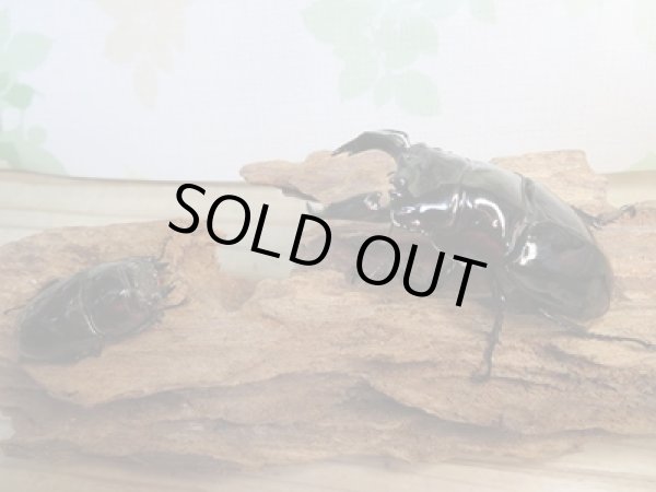 画像5: 新成虫☆レギウスオオツヤクワガタ♂77ミリ♀45ミリペア販売！！ (5)