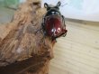 画像3: ☆美麗新成虫☆オーベルチュールクロツヤシカクワガタ♂50ミリ♀32ミリペア販売！！ (3)