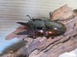 画像2: ☆美麗新成虫☆ババオウゴンオニクワガタ♂63ミリ♀44ミリペア販売！！ (2)