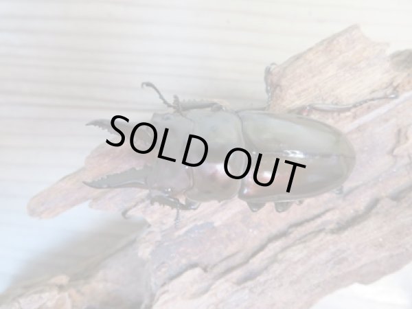 画像2: ☆美麗新成虫☆ババオウゴンオニクワガタ♂63ミリ♀44ミリペア販売！！ (2)