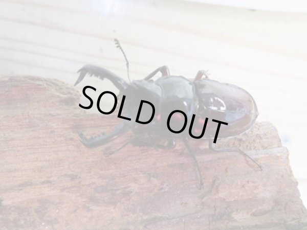 画像2: ☆美麗新成虫☆オーベルチュールクロツヤシカクワガタ♂50ミリ♀32ミリペア販売！！ (2)