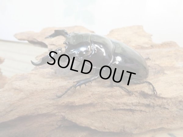 画像1: 新成虫☆レギウスオオツヤクワガタ♂67ミリ♀42ミリペア販売！！ (1)