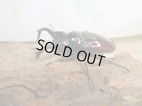 画像1: ☆美麗新成虫☆オーベルチュールクロツヤシカクワガタ♂50ミリ♀32ミリペア販売！！ (1)