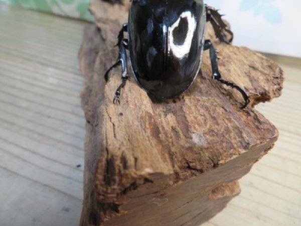 画像3: 新成虫☆レギウスオオツヤクワガタ♂77ミリ♀45ミリペア販売！！ (3)