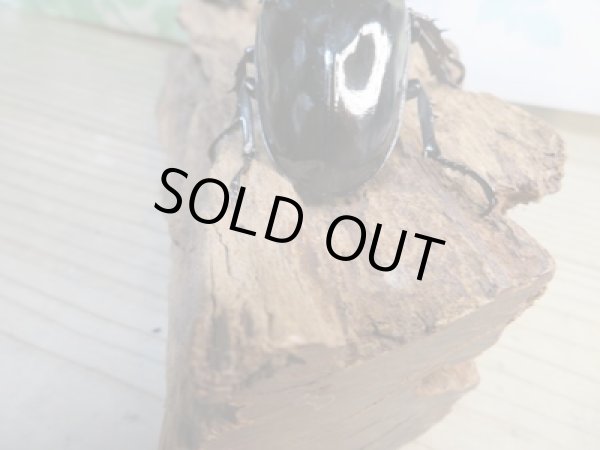 画像3: 新成虫☆レギウスオオツヤクワガタ♂77ミリ♀45ミリペア販売！！ (3)