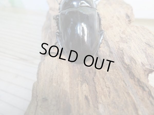 画像3: 新成虫☆レギウスオオツヤクワガタ♂67ミリ♀42ミリペア販売！！ (3)