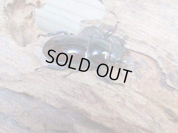 画像4: ☆美麗新成虫☆オーベルチュールクロツヤシカクワガタ♂50ミリ♀32ミリペア販売！！ (4)