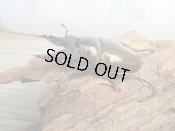 画像1: ☆美麗新成虫☆ババオウゴンオニクワガタ♂63ミリ♀44ミリペア販売！！ (1)