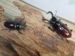 画像5: ☆美麗新成虫☆オーベルチュールクロツヤシカクワガタ♂50ミリ♀32ミリペア販売！！ (5)