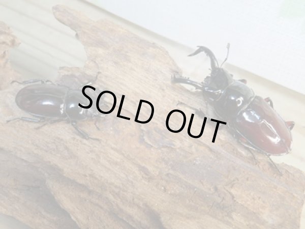 画像5: ☆美麗新成虫☆オーベルチュールクロツヤシカクワガタ♂50ミリ♀32ミリペア販売！！ (5)