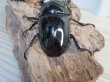 画像3: ☆新成虫☆タランドゥスオオツヤクワガタ♂75ミリ♀51ミリペア＋♀51ミリ計3頭トリオ販売！！ (3)