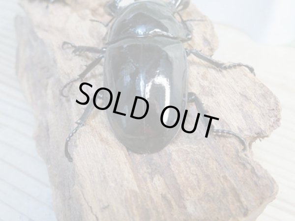 画像3: ☆新成虫☆タランドゥスオオツヤクワガタ♂75ミリ♀51ミリペア＋♀51ミリ計3頭トリオ販売！！ (3)