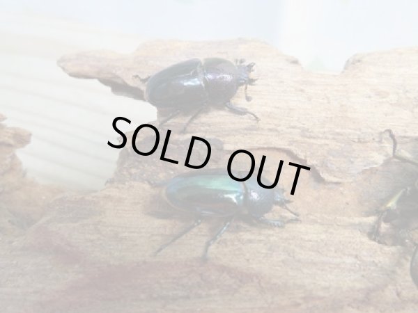 画像2: ☆新成虫no.2☆パプアキンイロクワガタ♂♀♀計3頭フリーサイズトリオ販売！！ (2)