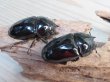 画像4: ☆新成虫☆タランドゥスオオツヤクワガタ♂75ミリ♀51ミリペア＋♀51ミリ計3頭トリオ販売！！ (4)