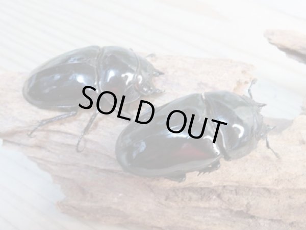 画像4: ☆新成虫☆タランドゥスオオツヤクワガタ♂75ミリ♀51ミリペア＋♀51ミリ計3頭トリオ販売！！ (4)