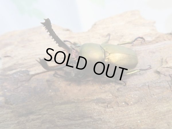 画像1: ☆新成虫no.3☆パプアキンイロクワガタ♂♀♀計3頭フリーサイズトリオ販売！！ (1)