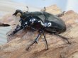 画像1: ☆新成虫☆タランドゥスオオツヤクワガタ♂75ミリ♀51ミリペア＋♀51ミリ計3頭トリオ販売！！ (1)