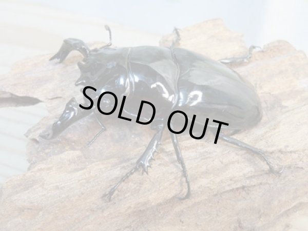 画像1: ☆新成虫☆タランドゥスオオツヤクワガタ♂75ミリ♀51ミリペア＋♀51ミリ計3頭トリオ販売！！ (1)