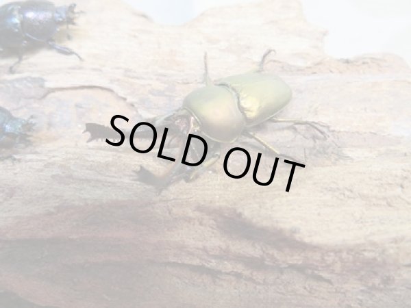 画像1: ☆新成虫no.2☆パプアキンイロクワガタ♂♀♀計3頭フリーサイズトリオ販売！！ (1)