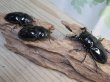 画像5: ☆新成虫☆タランドゥスオオツヤクワガタ♂75ミリ♀51ミリペア＋♀51ミリ計3頭トリオ販売！！ (5)