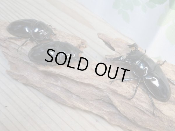 画像5: ☆新成虫☆タランドゥスオオツヤクワガタ♂75ミリ♀51ミリペア＋♀51ミリ計3頭トリオ販売！！ (5)