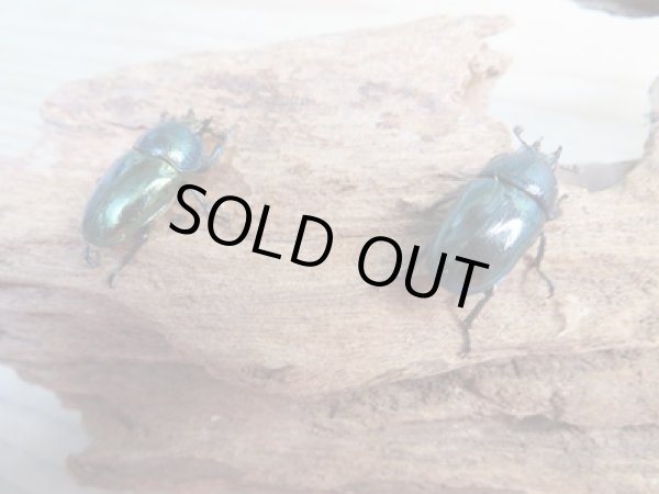 画像2: ☆新成虫no.3☆パプアキンイロクワガタ♂♀♀計3頭フリーサイズトリオ販売！！ (2)