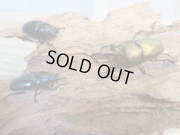 画像3: ☆新成虫no.2☆パプアキンイロクワガタ♂♀♀計3頭フリーサイズトリオ販売！！ (3)