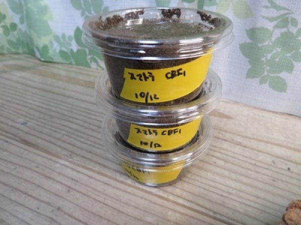 画像2: アチェ産！スマトラヒラタクワガタ初二令幼虫3頭セット販売！！ (2)