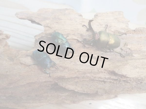 画像3: ☆新成虫no.3☆パプアキンイロクワガタ♂♀♀計3頭フリーサイズトリオ販売！！ (3)