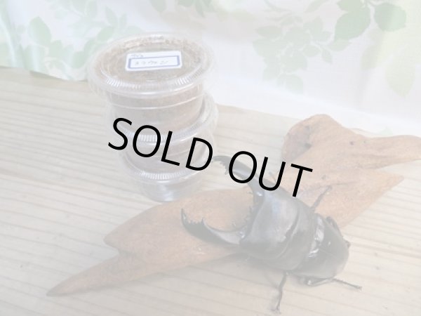 画像1: ☆WF1☆スラウェシオオヒラタクワガタ（セレベスオオヒラタ）初二令幼虫3頭セット販売販売！！ (1)