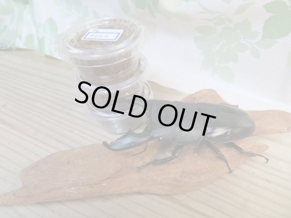 画像1: ☆アチェ産☆スマトラオオヒラタクワガタ初二令幼虫3頭セット販売！！ (1)