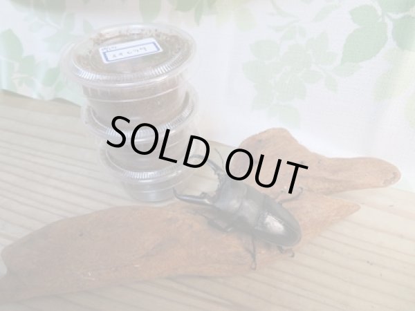 画像1: ☆WF4☆イキヒラタクワガタ初二令幼虫4頭セット販売！！ (1)