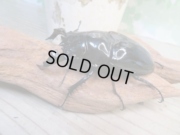 画像1: ☆人気種☆タランドゥスオオツヤクワガタ初二令幼虫3頭セット（430ｃｃカワラ菌糸カップ入り）販売！！ (1)