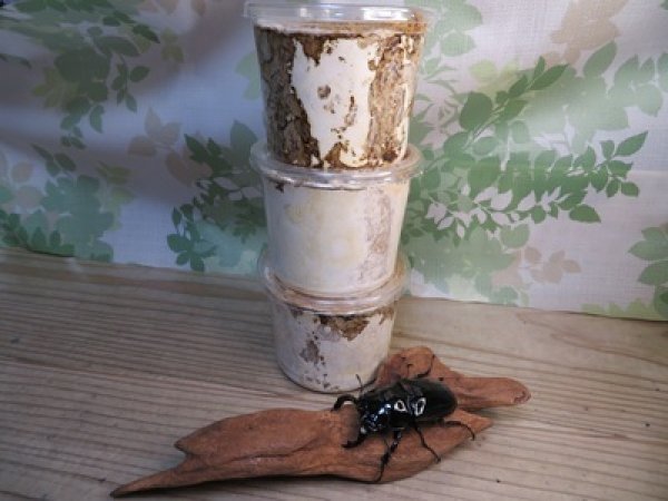 画像2: ☆人気種☆タランドゥスオオツヤクワガタ初二令幼虫3頭セット（430ｃｃカワラ菌糸カップ入り）販売！！ (2)