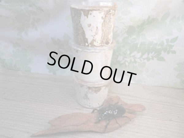 画像2: ☆人気種☆タランドゥスオオツヤクワガタ初二令幼虫3頭セット（430ｃｃカワラ菌糸カップ入り）販売！！ (2)