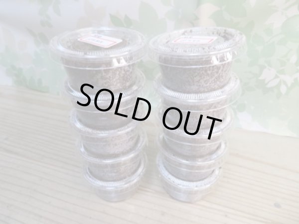 画像2: ☆F4☆バラタスサスマタサイカブト初二令幼虫9頭＋1頭の計10頭セット販売！！ (2)