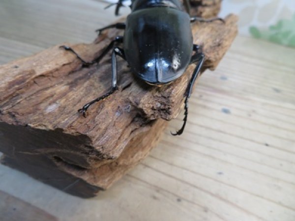画像3: ☆新成虫☆コンフキウスノコギリクワガタ♂93ミリ♀49ミリペア販売！！ (3)