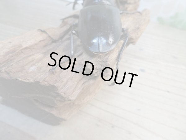 画像3: ☆新成虫☆コンフキウスノコギリクワガタ♂93ミリ♀49ミリペア販売！！ (3)