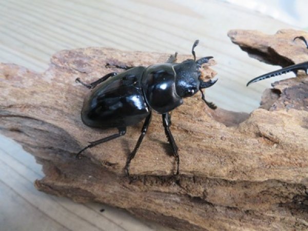 画像4: ☆新成虫☆コンフキウスノコギリクワガタ♂93ミリ♀49ミリペア販売！！ (4)