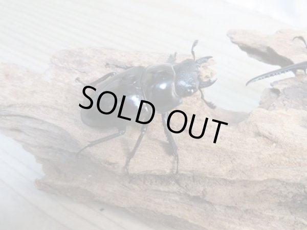 画像4: ☆新成虫☆コンフキウスノコギリクワガタ♂93ミリ♀49ミリペア販売！！ (4)