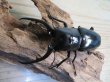 画像2: ☆新成虫☆コンフキウスノコギリクワガタ♂93ミリ♀49ミリペア販売！！ (2)