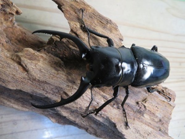 画像2: ☆新成虫☆コンフキウスノコギリクワガタ♂93ミリ♀49ミリペア販売！！ (2)