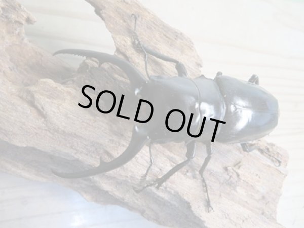 画像2: ☆新成虫☆コンフキウスノコギリクワガタ♂93ミリ♀49ミリペア販売！！ (2)