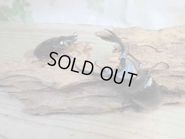 画像5: ☆新成虫☆コンフキウスノコギリクワガタ♂90ミリ♀47ミリペア販売！！ (5)